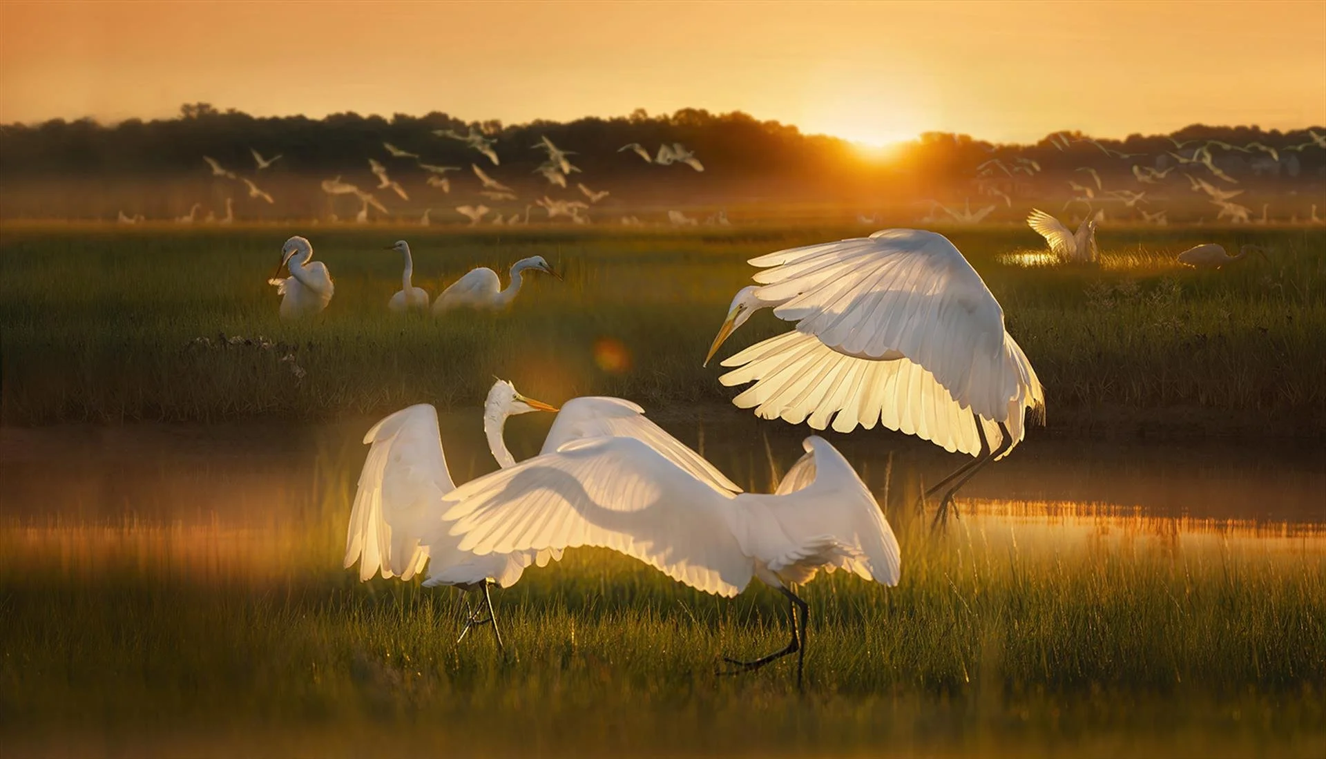 Carin Macnamara, Egret Fan Dancers in a Peeking Dawn