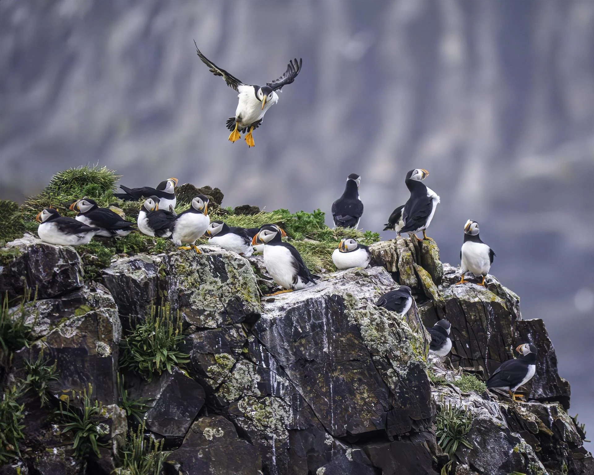 Kathy Murphy, Life in a Puffin Colony