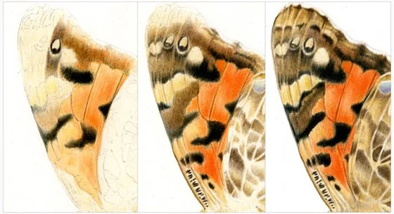 Butterfly-wing-triptych-smaller-560.jpg