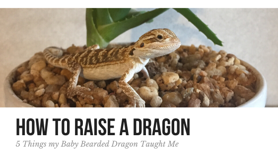How to raise a bearded dragon