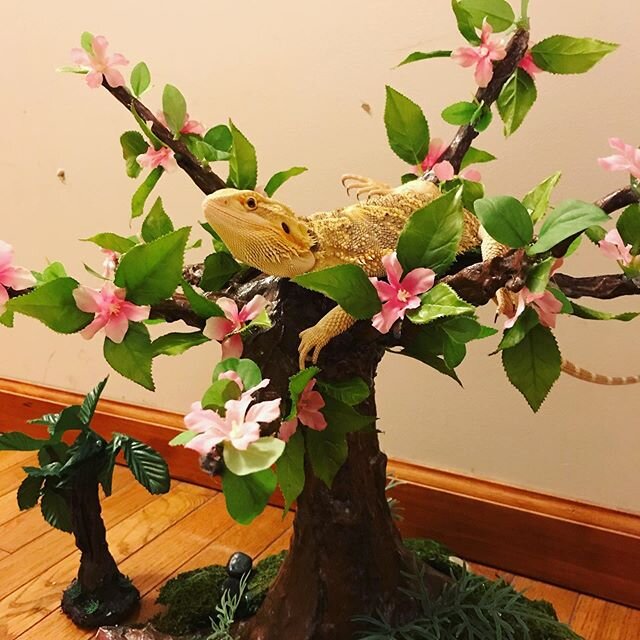 Look at the new tree that @animated_phoenix made me! It&rsquo;s amazing and if you ever want to have your own, you should reach out to her! -
-
-
#beardeddragon #beardeddragonsofinstagram #beardeddragonsofig #beardeddragon #lizard #lizardsofinstagram
