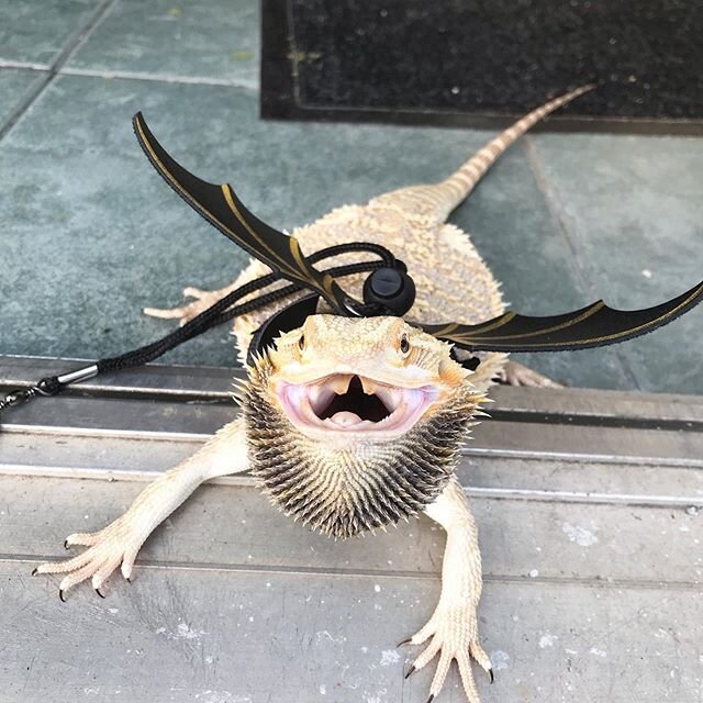 Who else is upset that the weekend is over? -
-
-
#beardeddragon #beardeddragonsofinstagram #beardeddragonsofig #beardeddragon #lizard #lizardsofinstagram #pet #petsofig #solaris #solaristhedragon #sundayvibes #angrydragon
