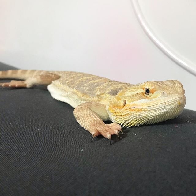 It&rsquo;s finally Friday, time to chill 😎🐉
-
-
-
#beardeddragon #beardeddragonsofinstagram #beardeddragonsofig #beardeddragon #lizard #lizardsofinstagram #pet #petsofig #solaris #solaristhedragon #lazylizard
