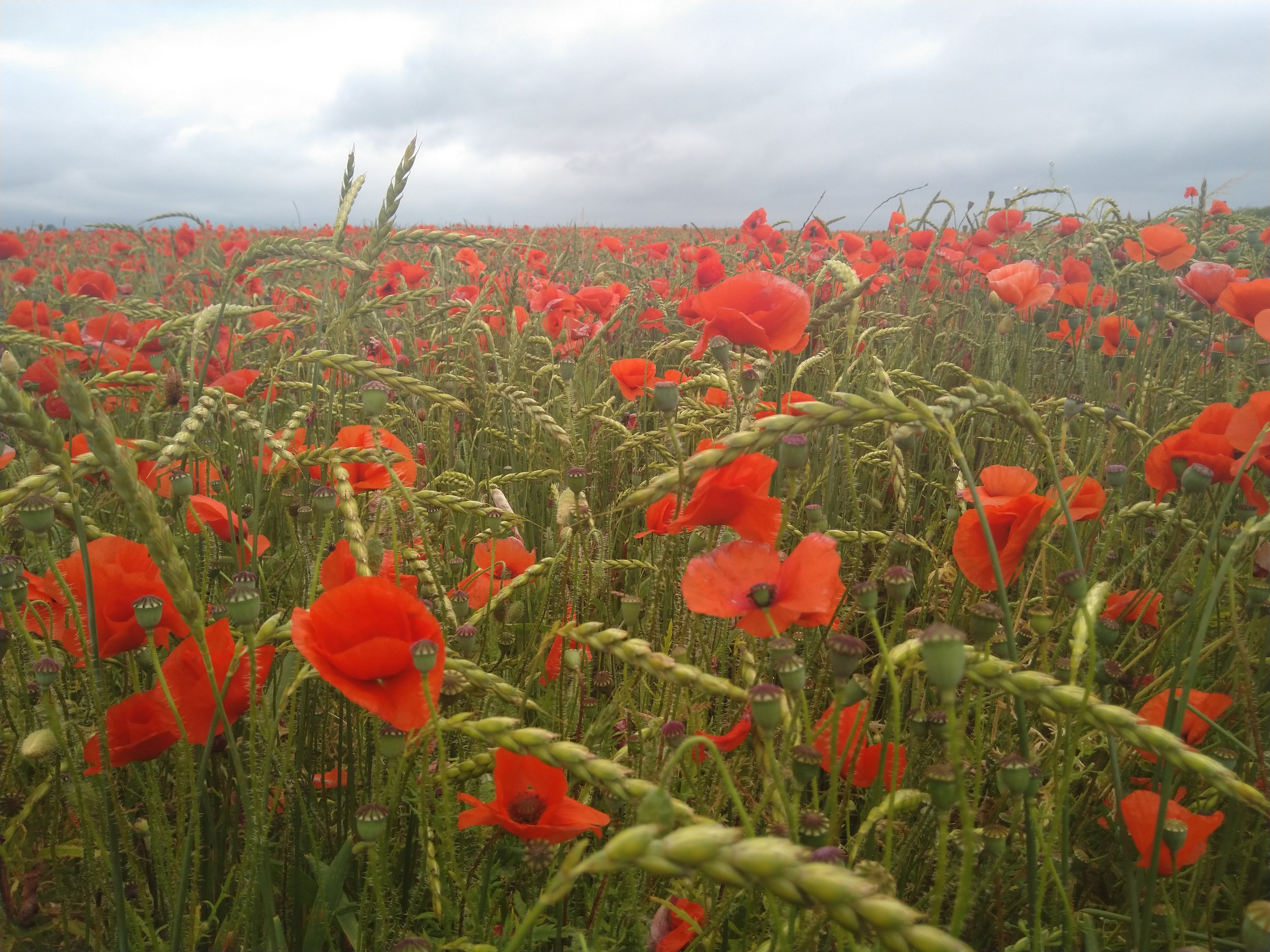 Balance and Expertise