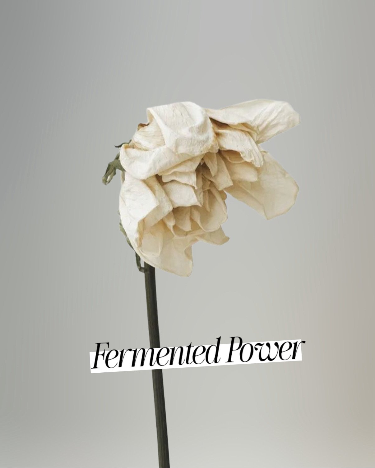 Fermented Power Facial – innovative Gesichtsbehandlung in Hamburg