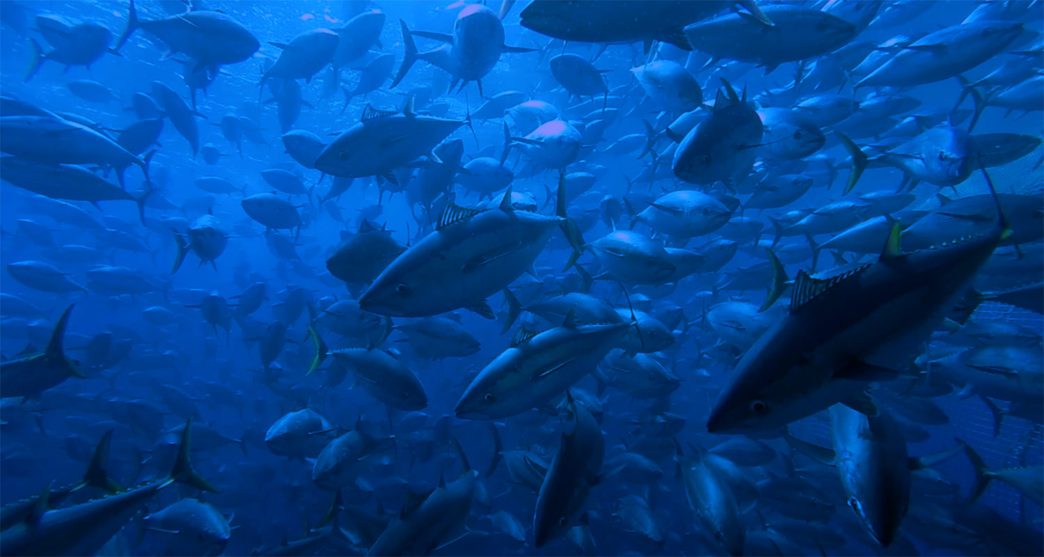 tuna.jpg