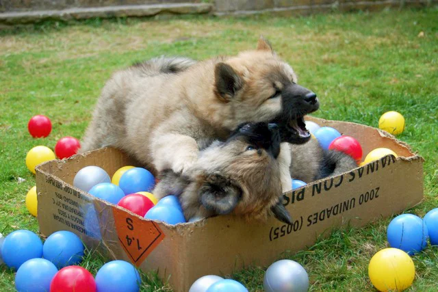 Puppies_8weeks_farewell 049a2.jpg