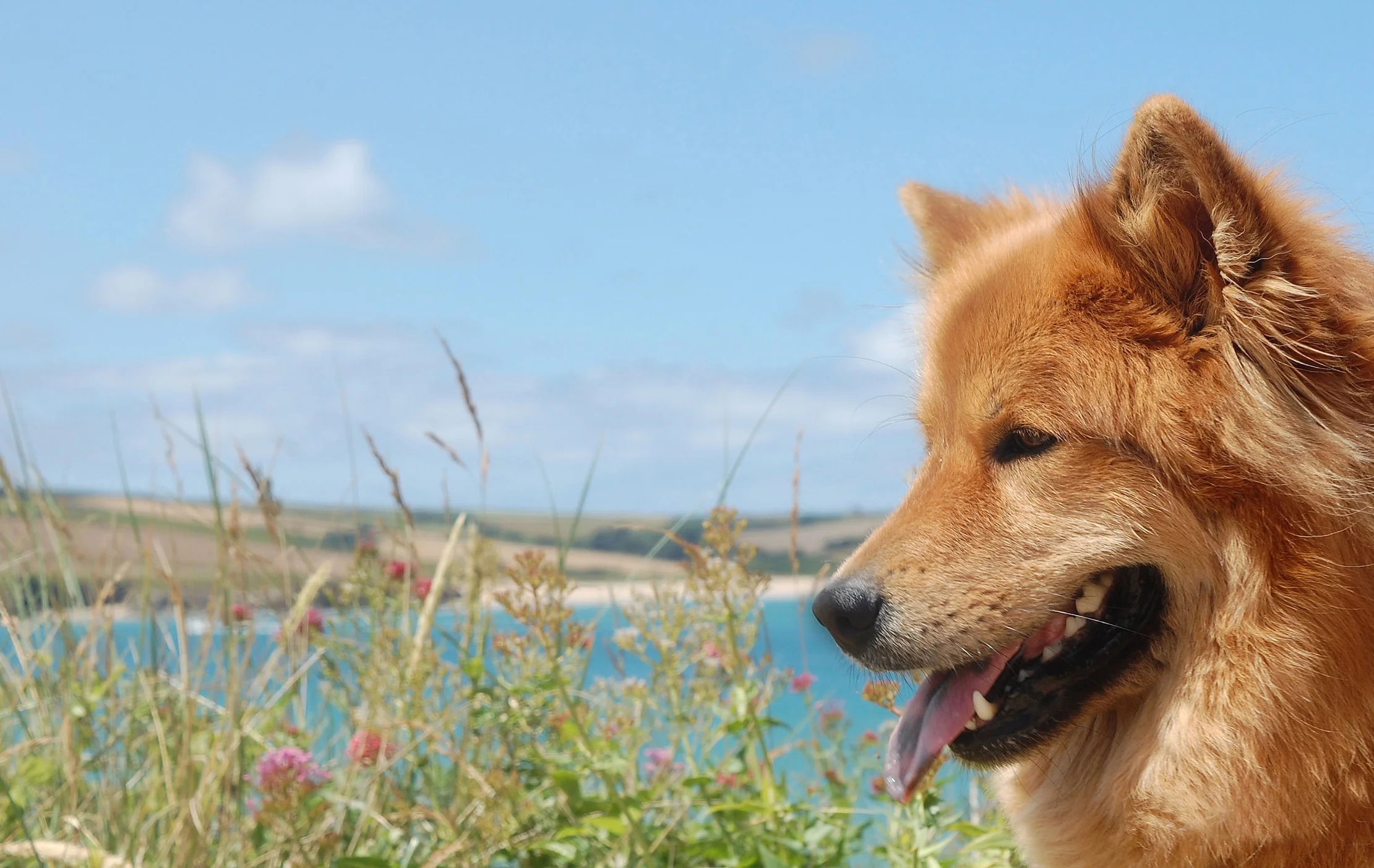 Cornwall_0715_4620_Sheeba01.jpg
