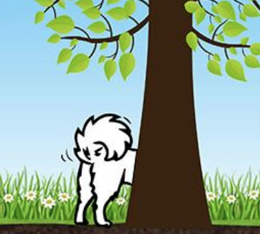 Spitz in the Park