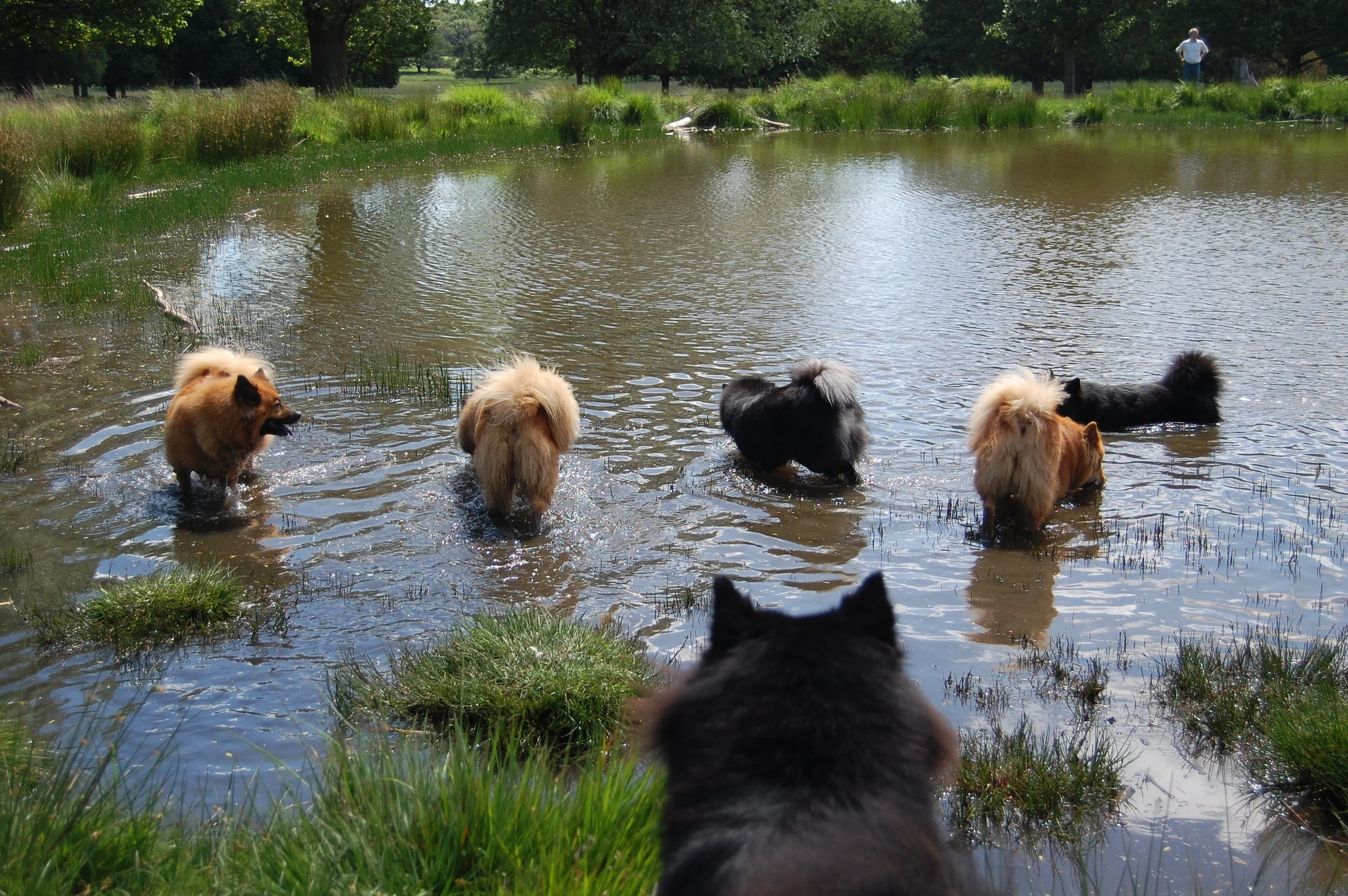 Eurasier Walk - Richmond Park