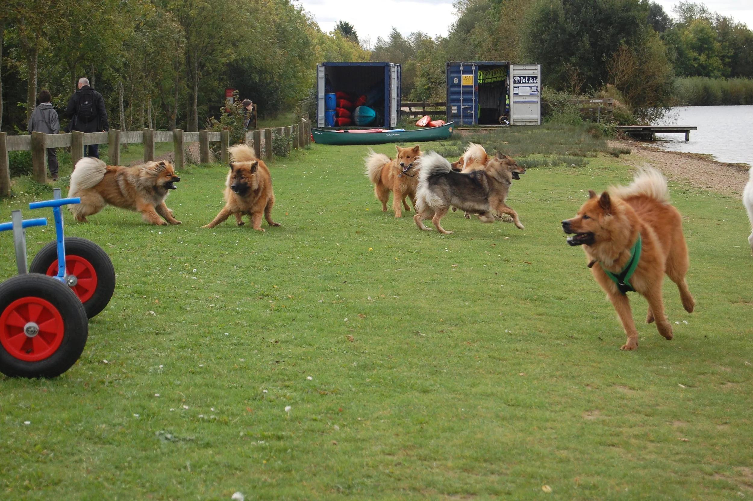 Eurasier Walk - Dinton