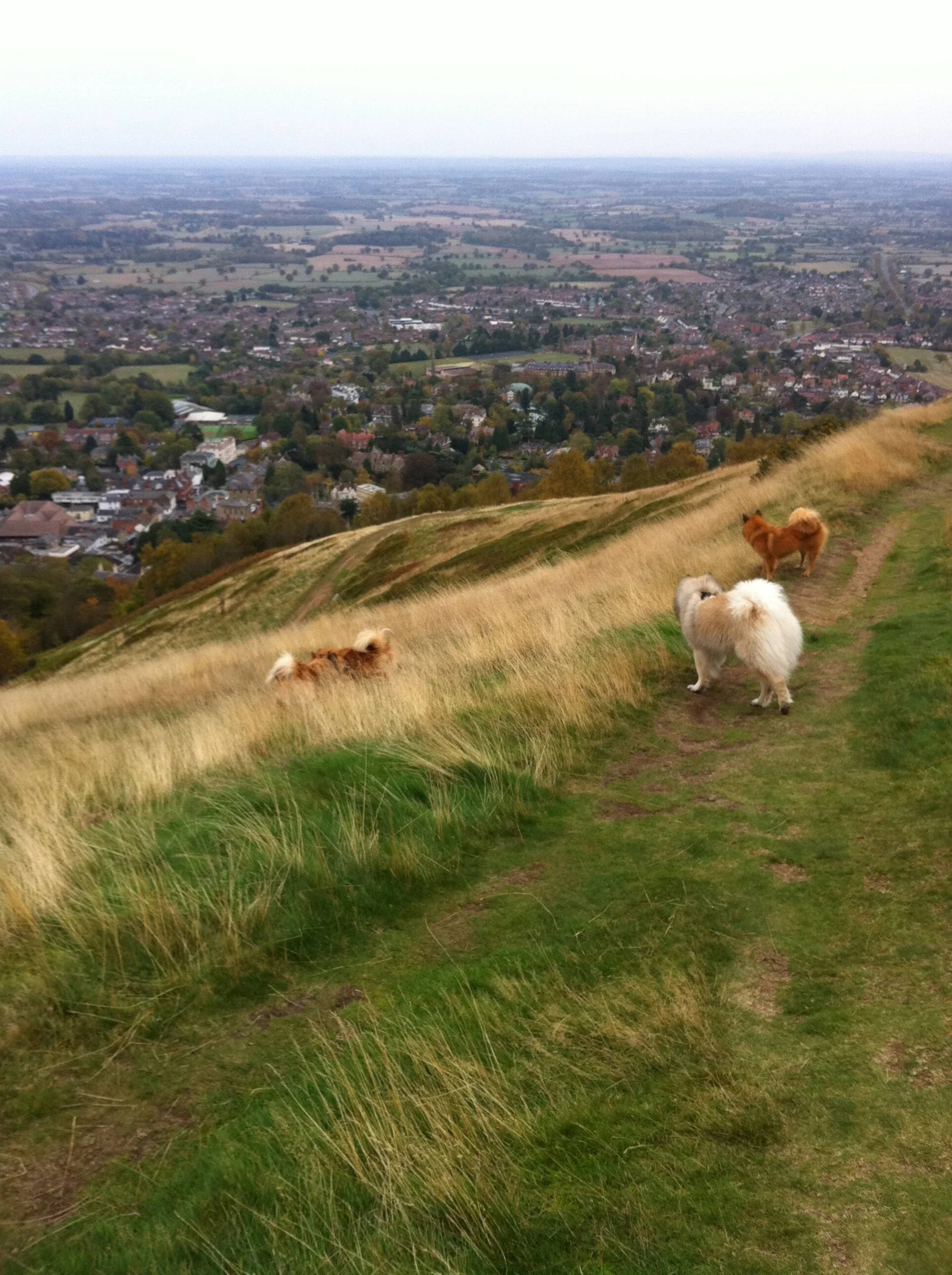 Eurasier Walk - Malvern Hills