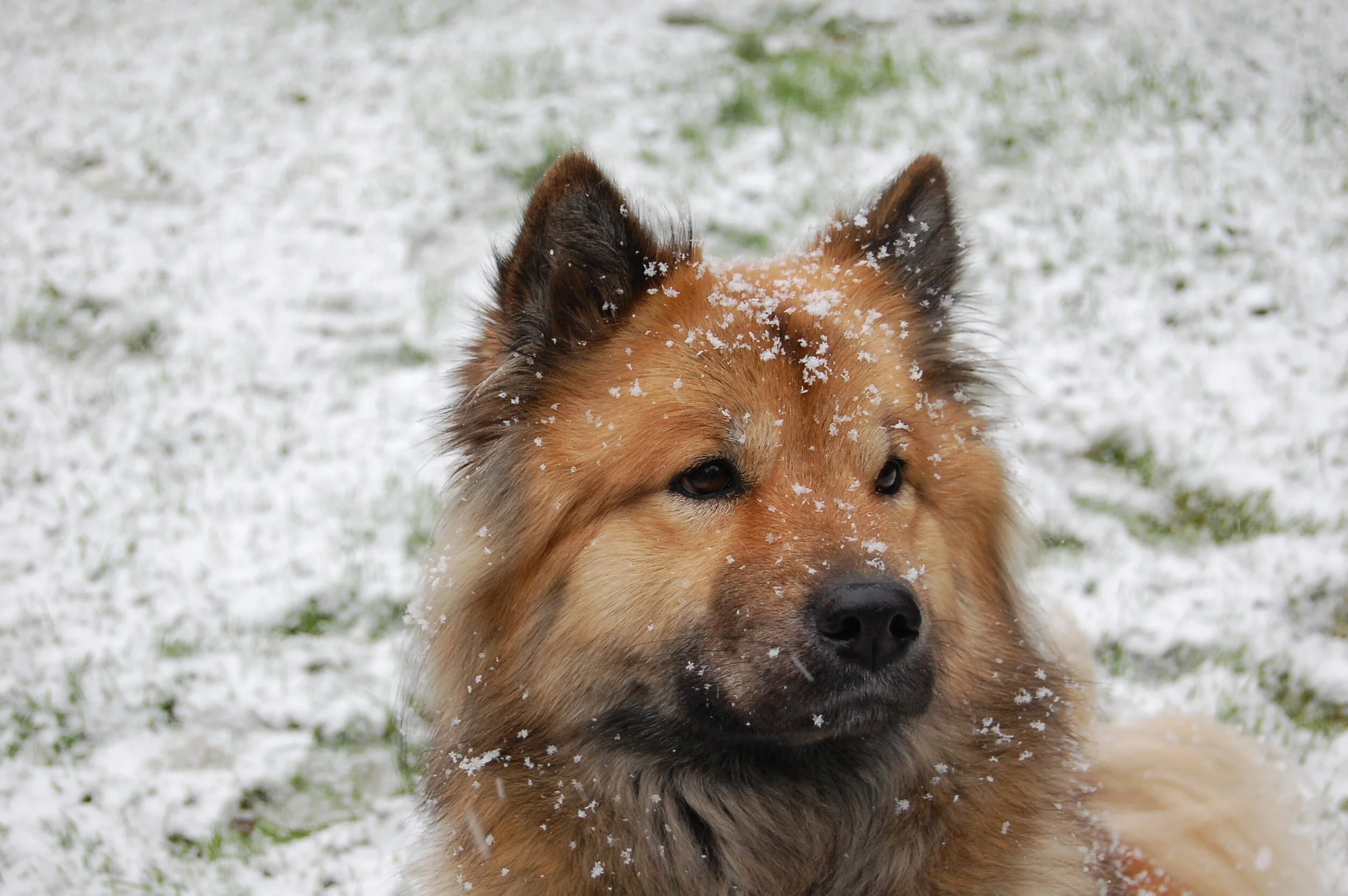 Christmas Eurasier Walk 
