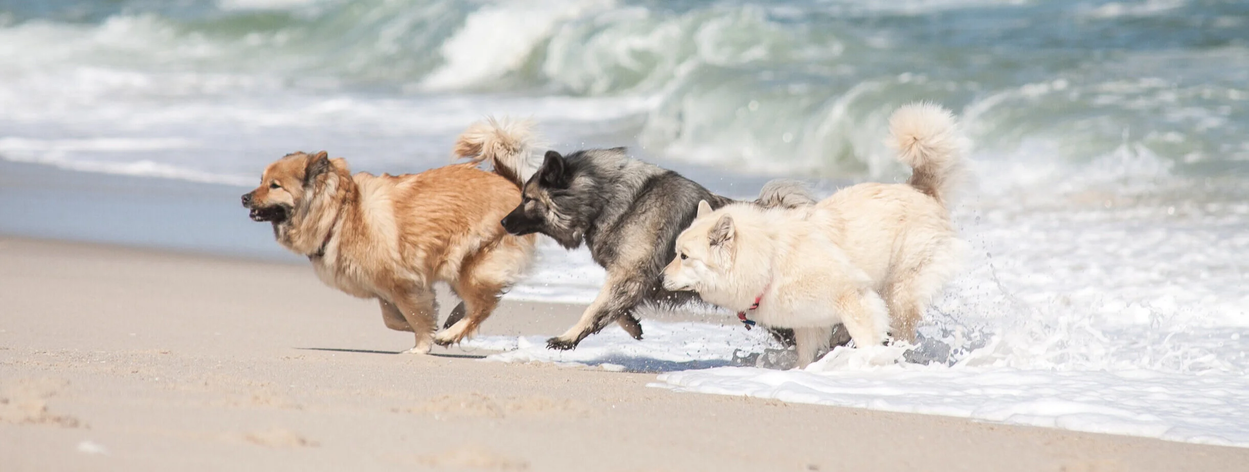 Ute_Dogs%252BShore-0440-2.jpg