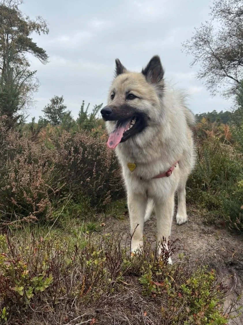 Winter Eurasier Walk with Fuji