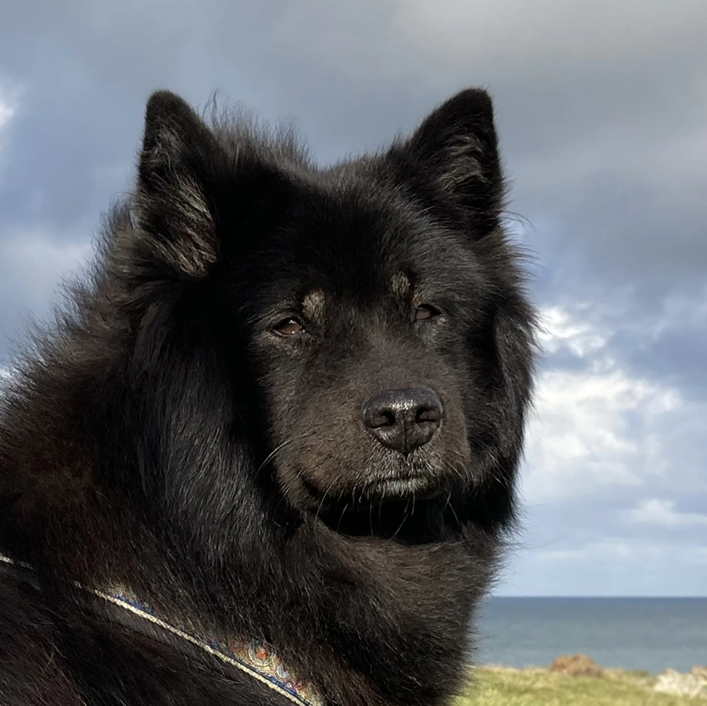 Eurasier Spring Walk