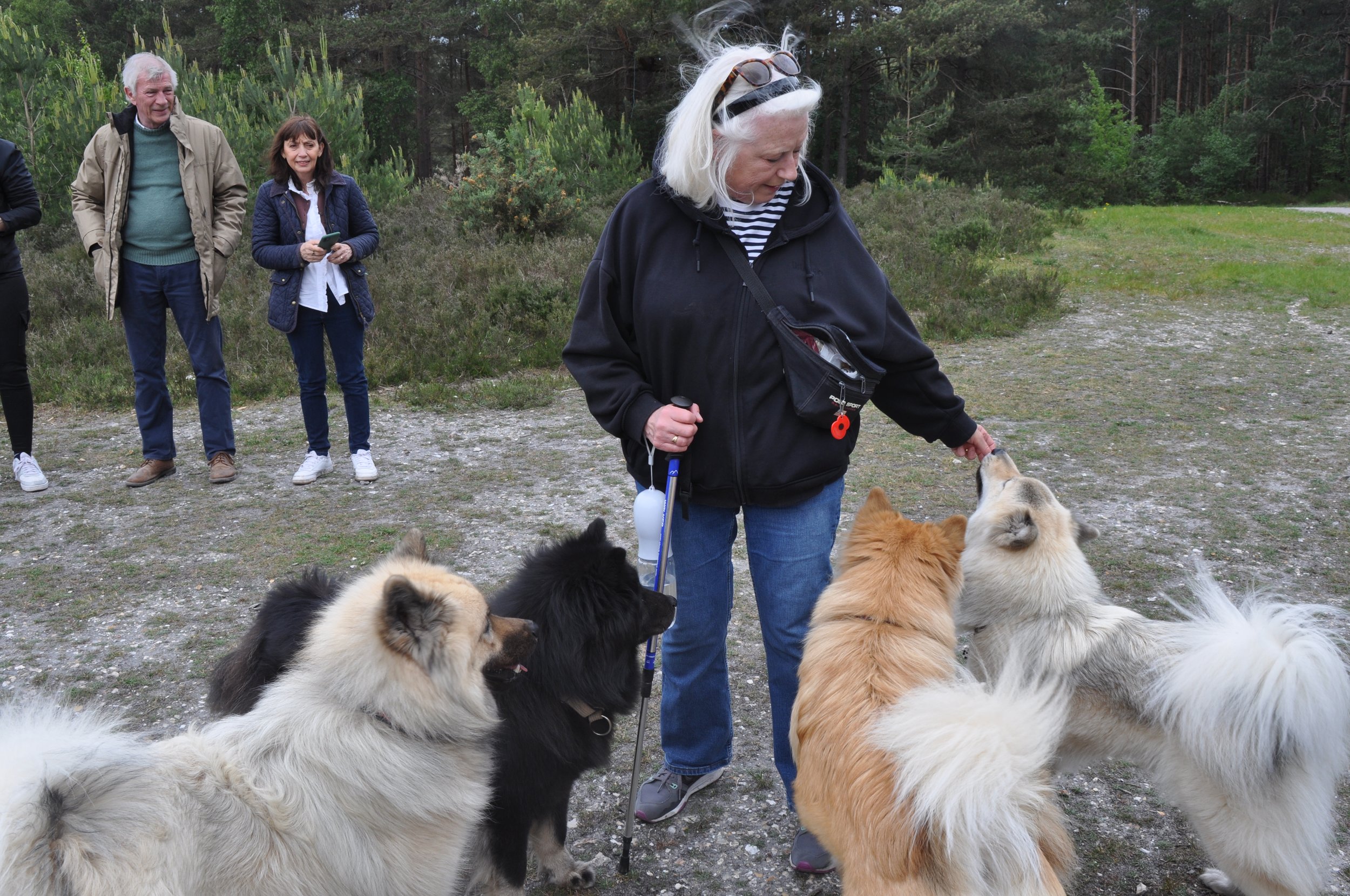 Eurasier Walk with (overseas) guests