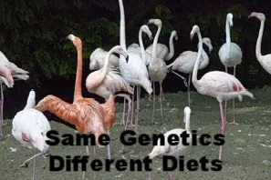 Flamingos.jpg
