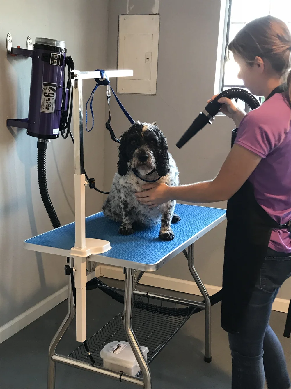 Blow Drying Your Pet As The Fur Flies