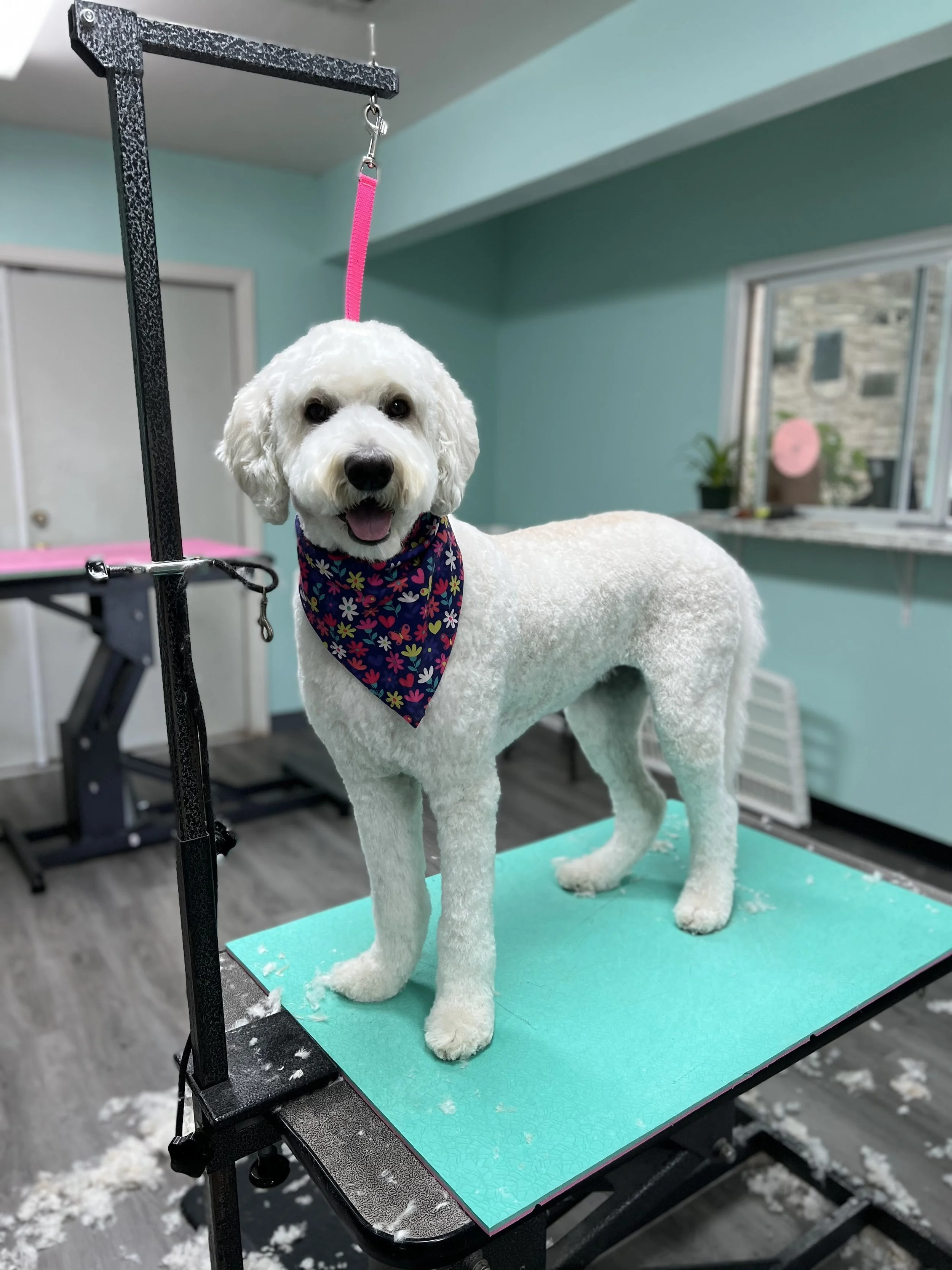 Gallery — As the fur flies Dog & cat grooming Austin TX
