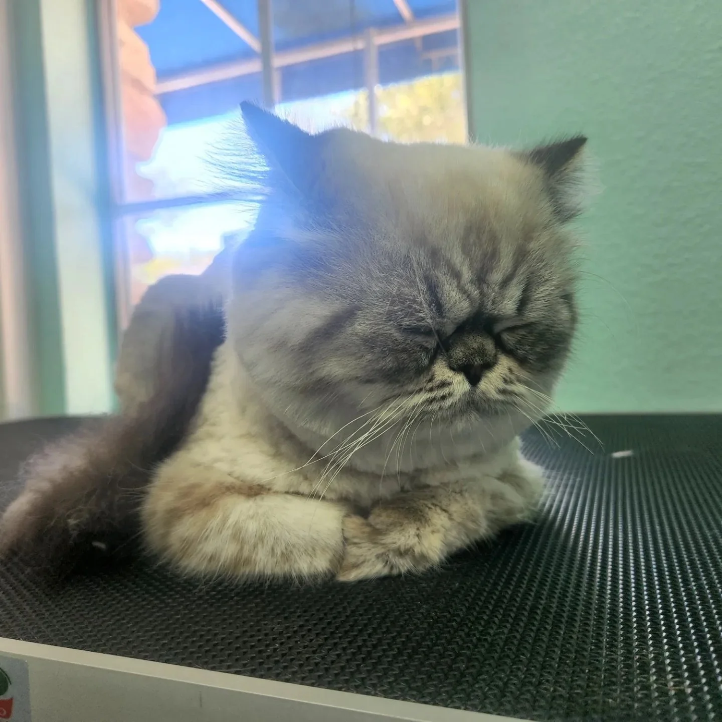 Gallery Pet Grooming Austin TX As The Fur Flies