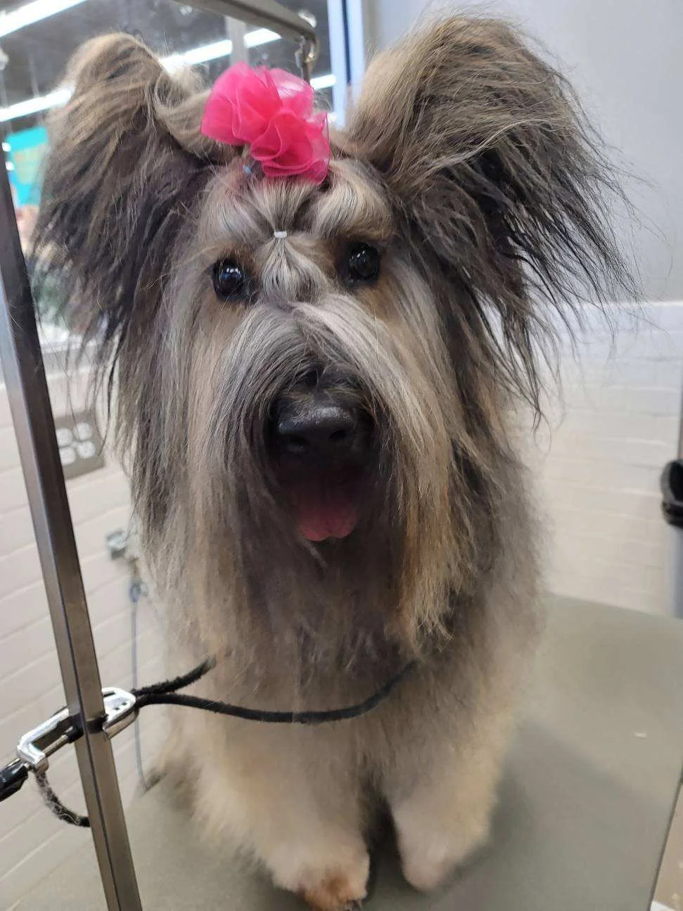 Gallery Pet Grooming Austin TX As The Fur Flies