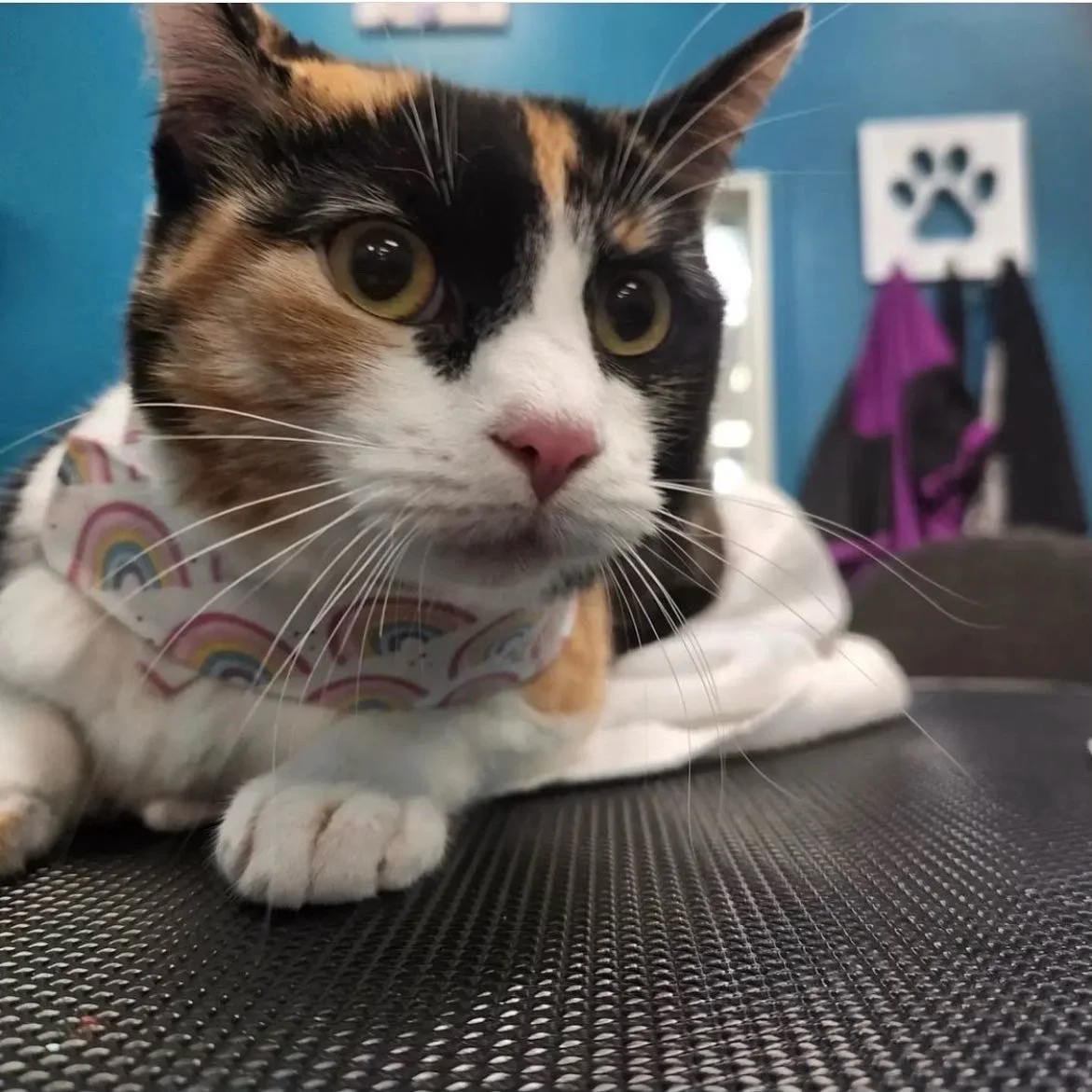 Gallery Pet Grooming Austin TX As The Fur Flies