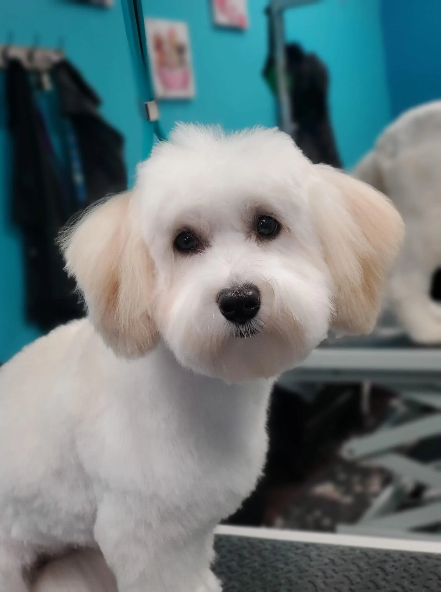 Gallery Pet Grooming Austin TX As The Fur Flies