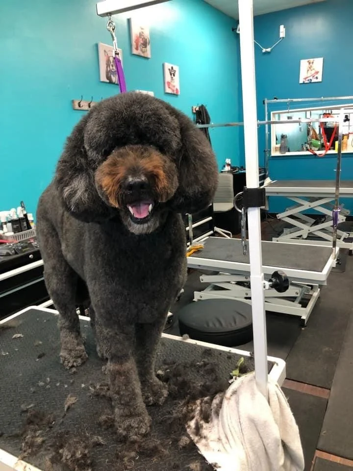 Gallery Pet Grooming Austin TX As The Fur Flies