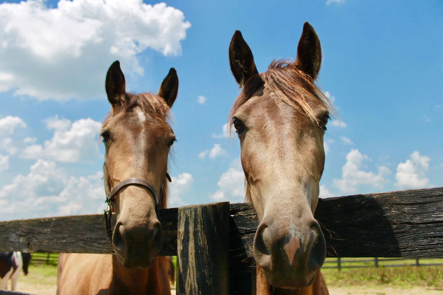 Big Red Stables