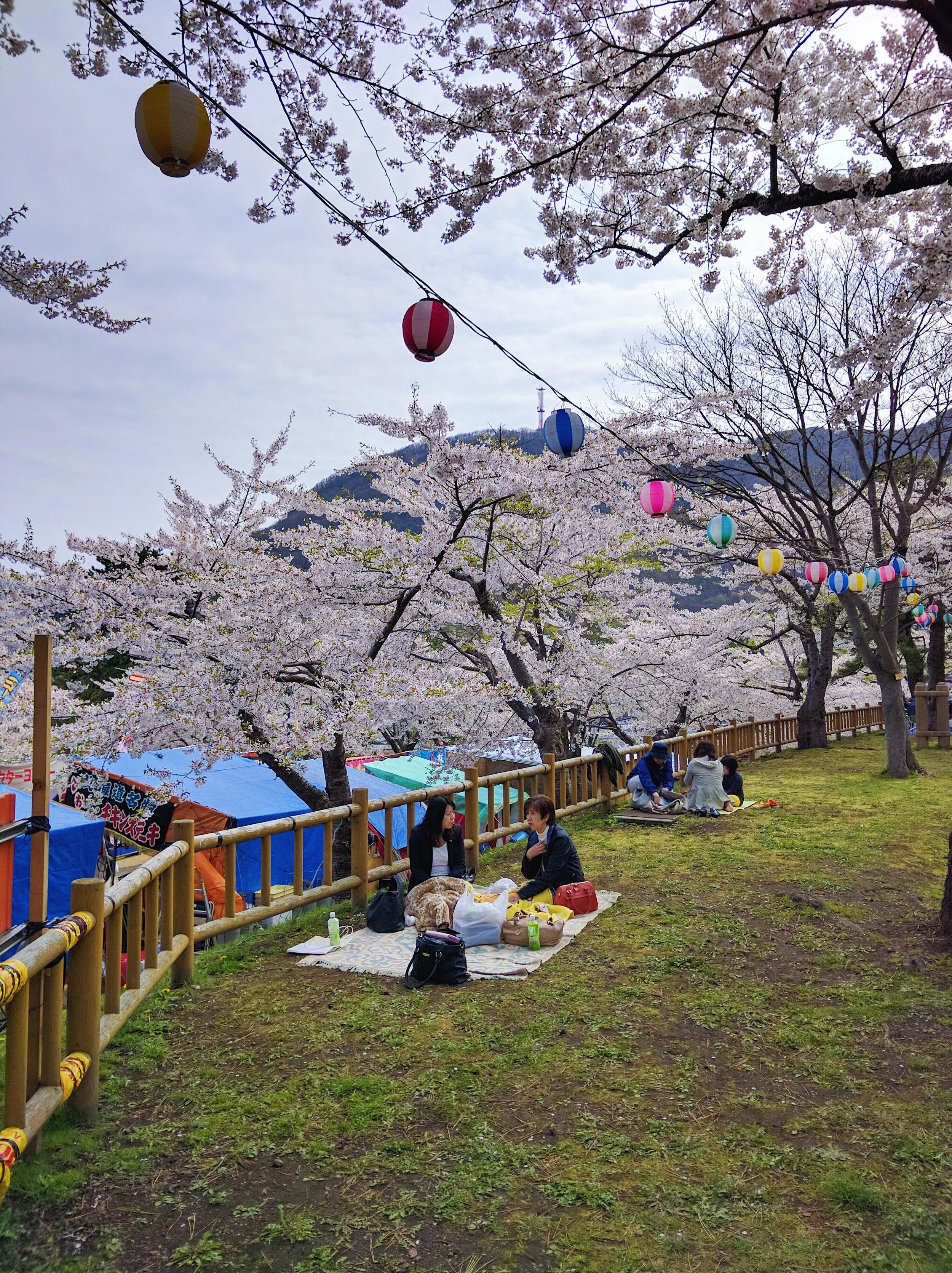 Common Japanese past-time during cherry blossom season is picnicking under the blooming trees and enjoying the scenery, an activitiy called hanami in Japanese.