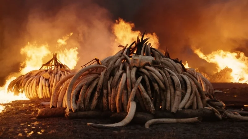 anthropocene_film_still_tusk_burn_0.jpg