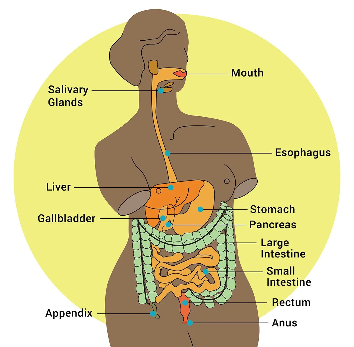 Your Digestive System