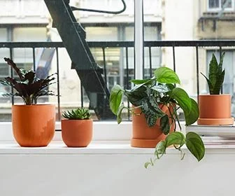 Four plants sitting on a windowsill.