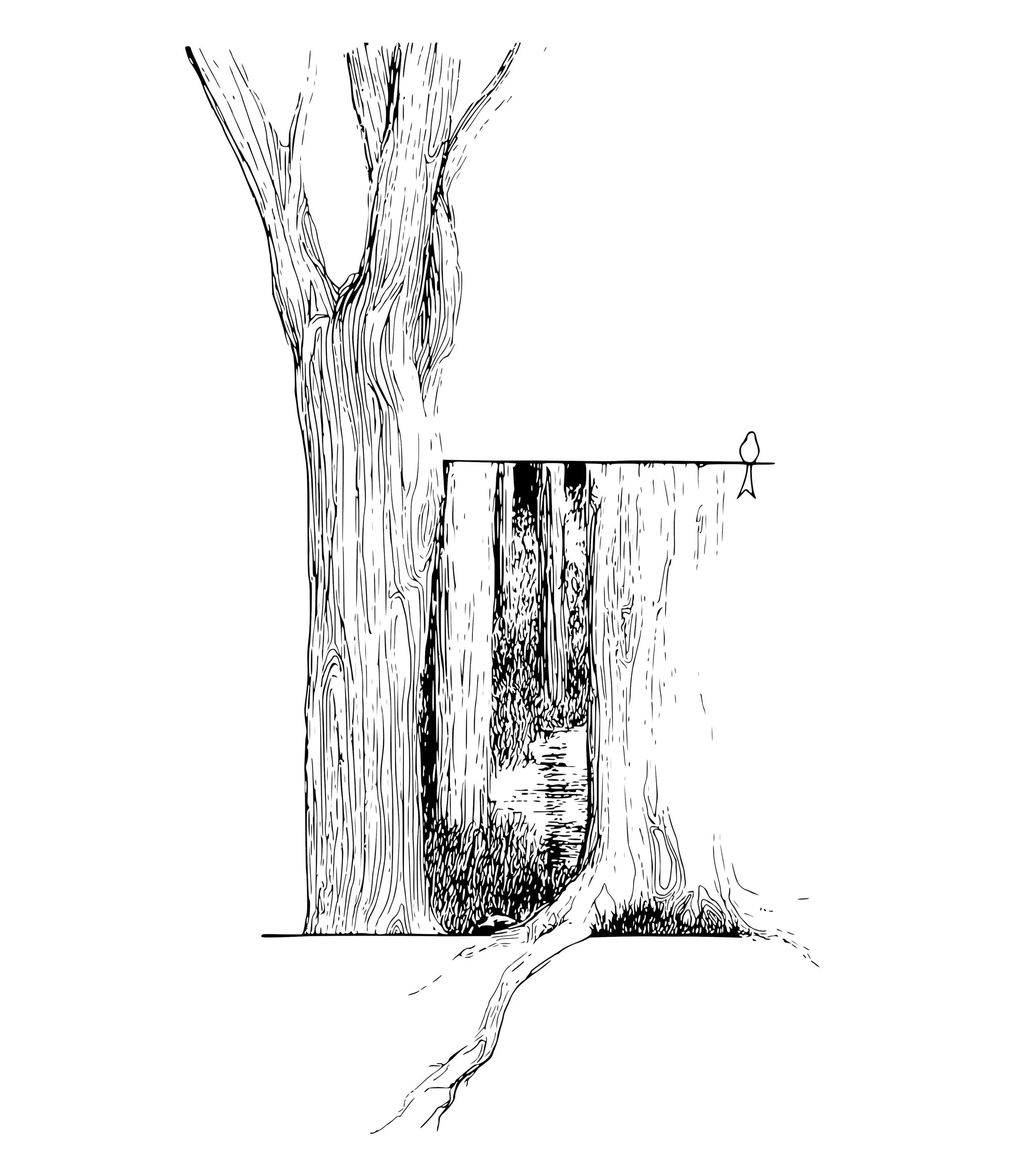A line drawing of a tree next to a tree stump.