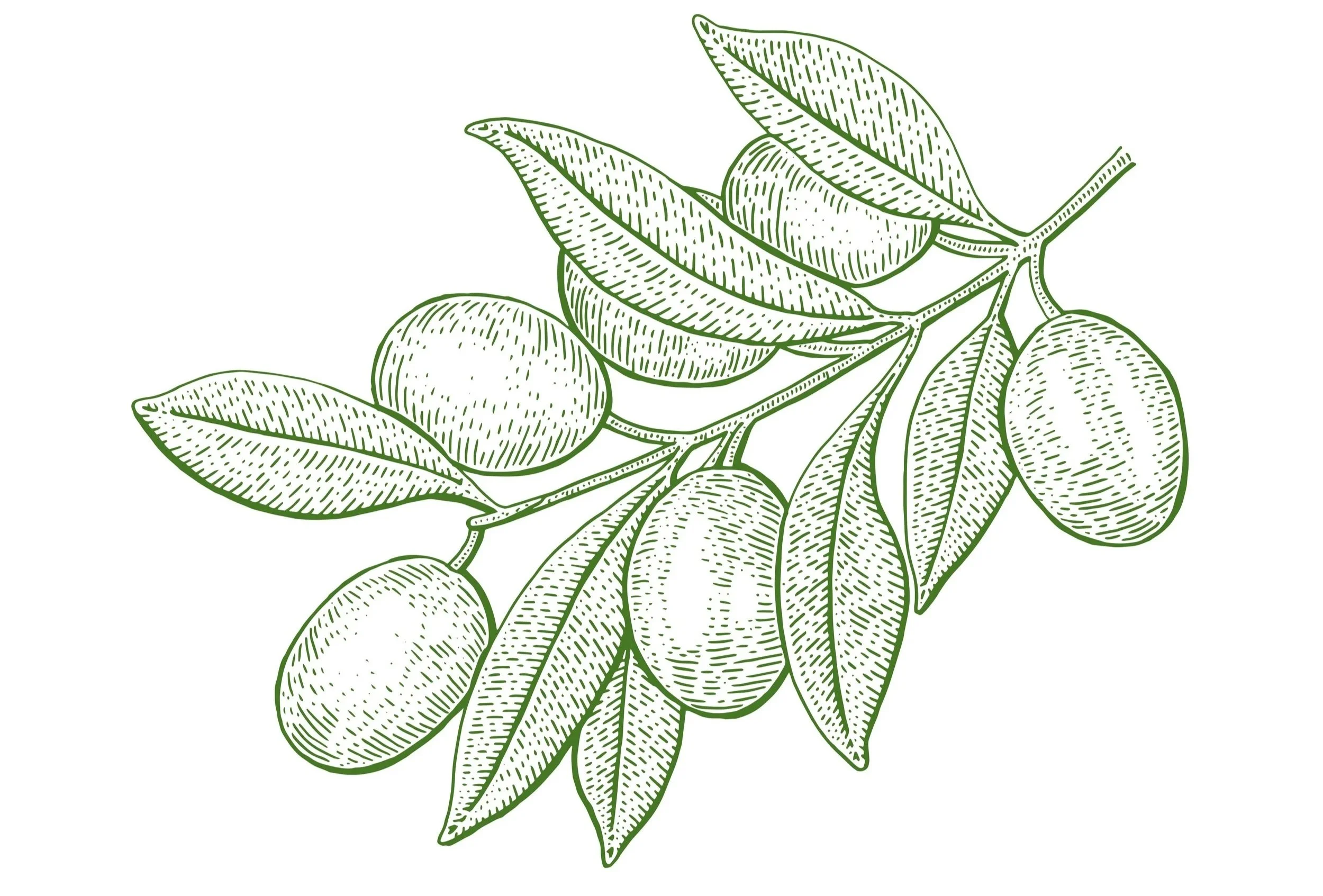 A green twig with leaves and grapes on it.