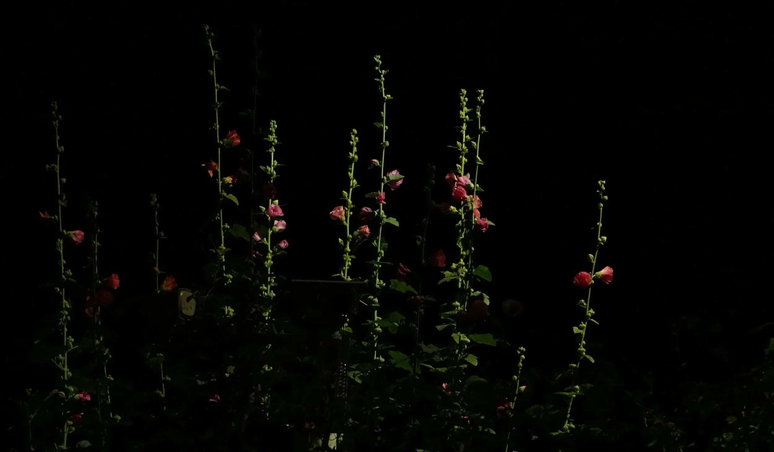 Tall flowering stems with small pink blossoms emerge from darkness, softly lit against a black background.