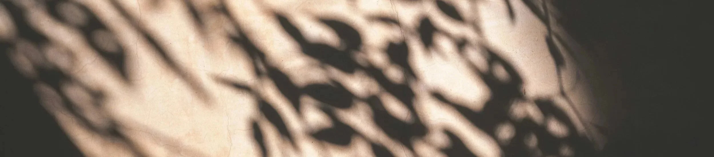 A cracked sidewalk with shadows of leaves on it.