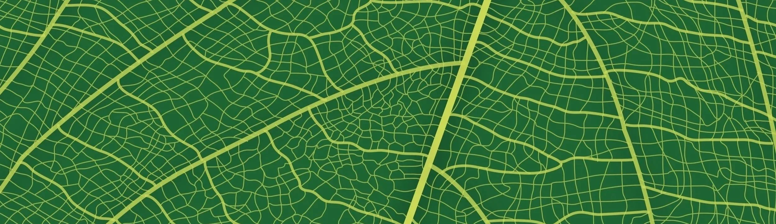 A close-up image of a green leaf with a detailed network of veins forming an intricate, web-like pattern.