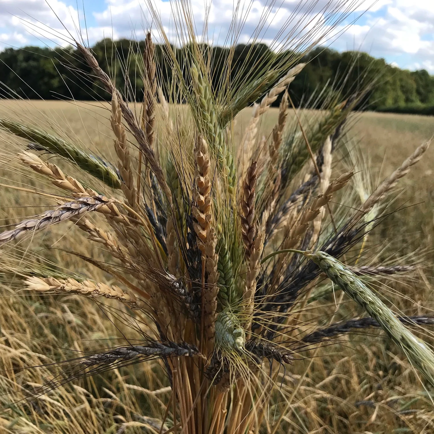 John Letts, Heritage Harvest