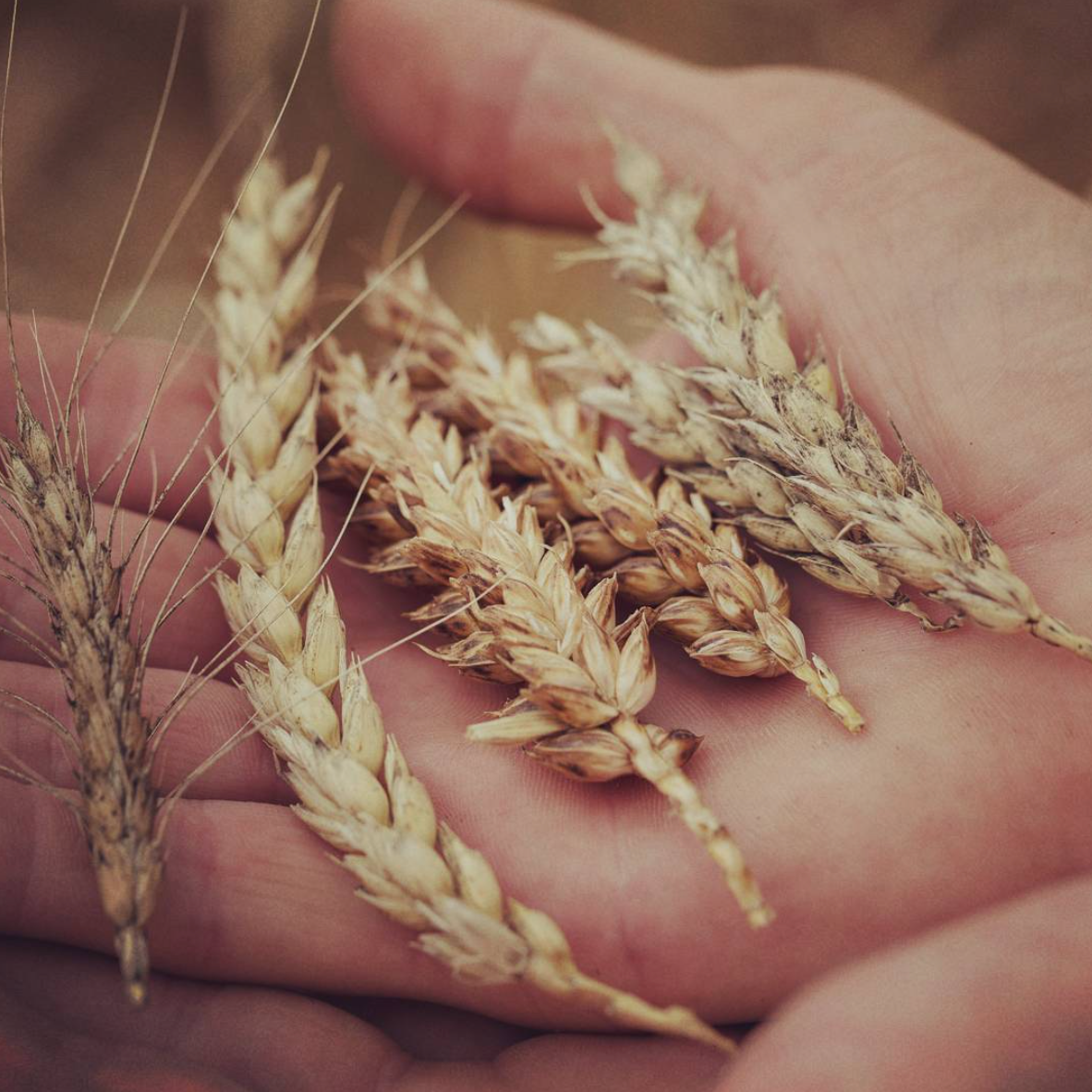 Michael Hansen - Bread For Life