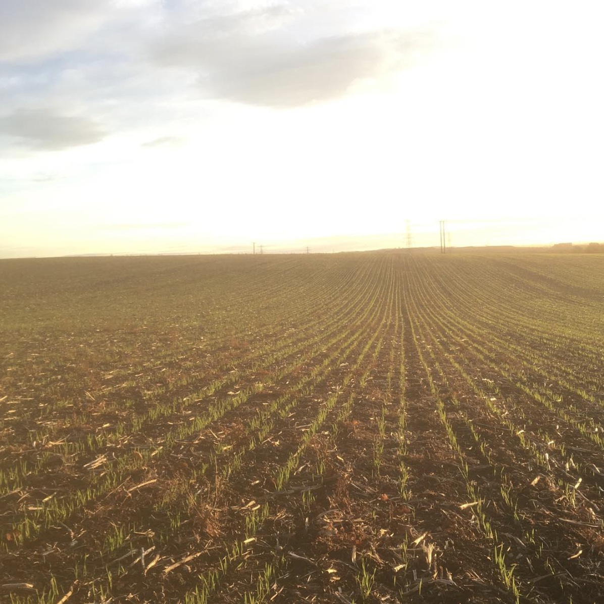 Wakelyns Population Wheat