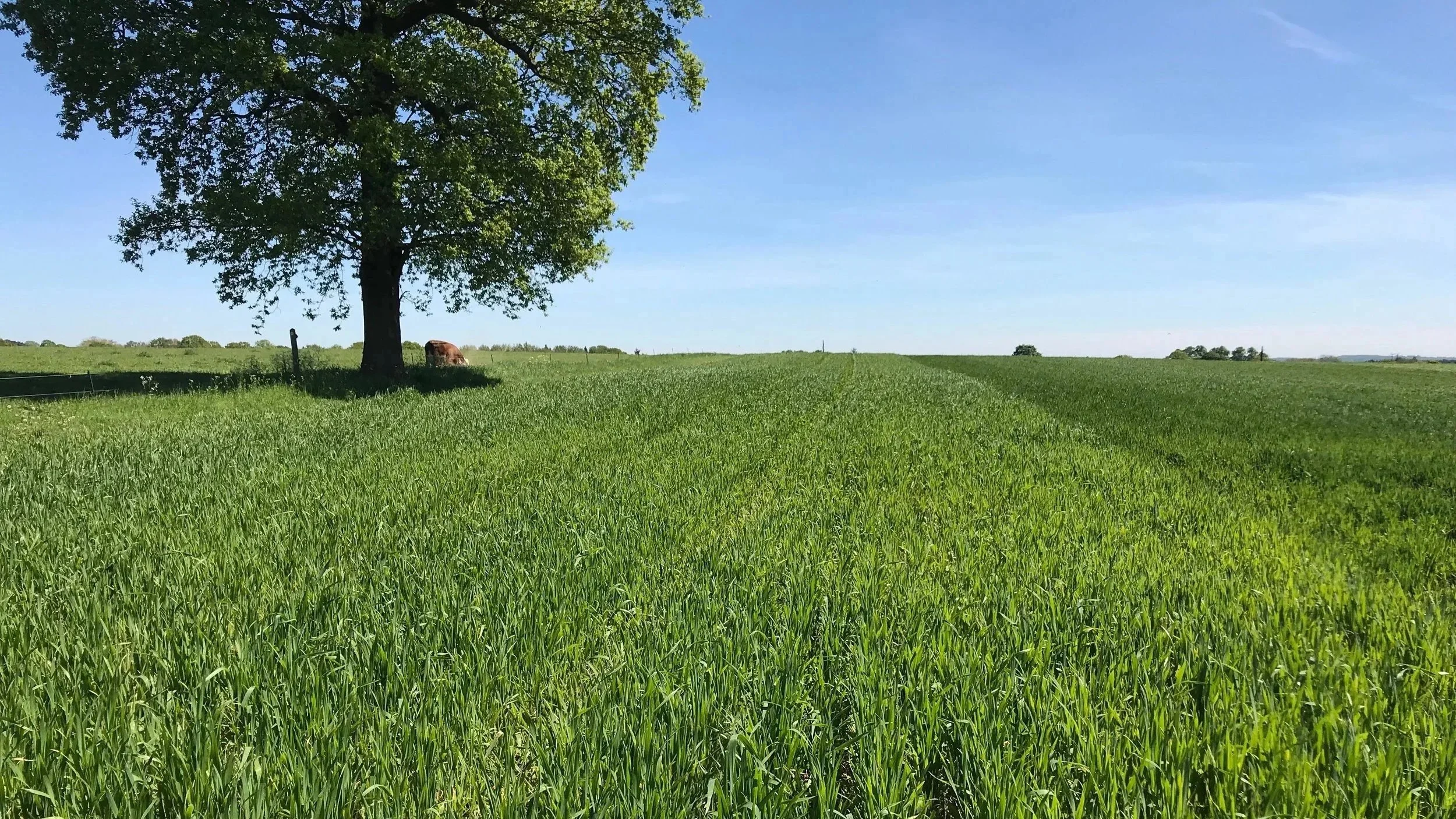 Greenacres Farm, YQ field.jpg