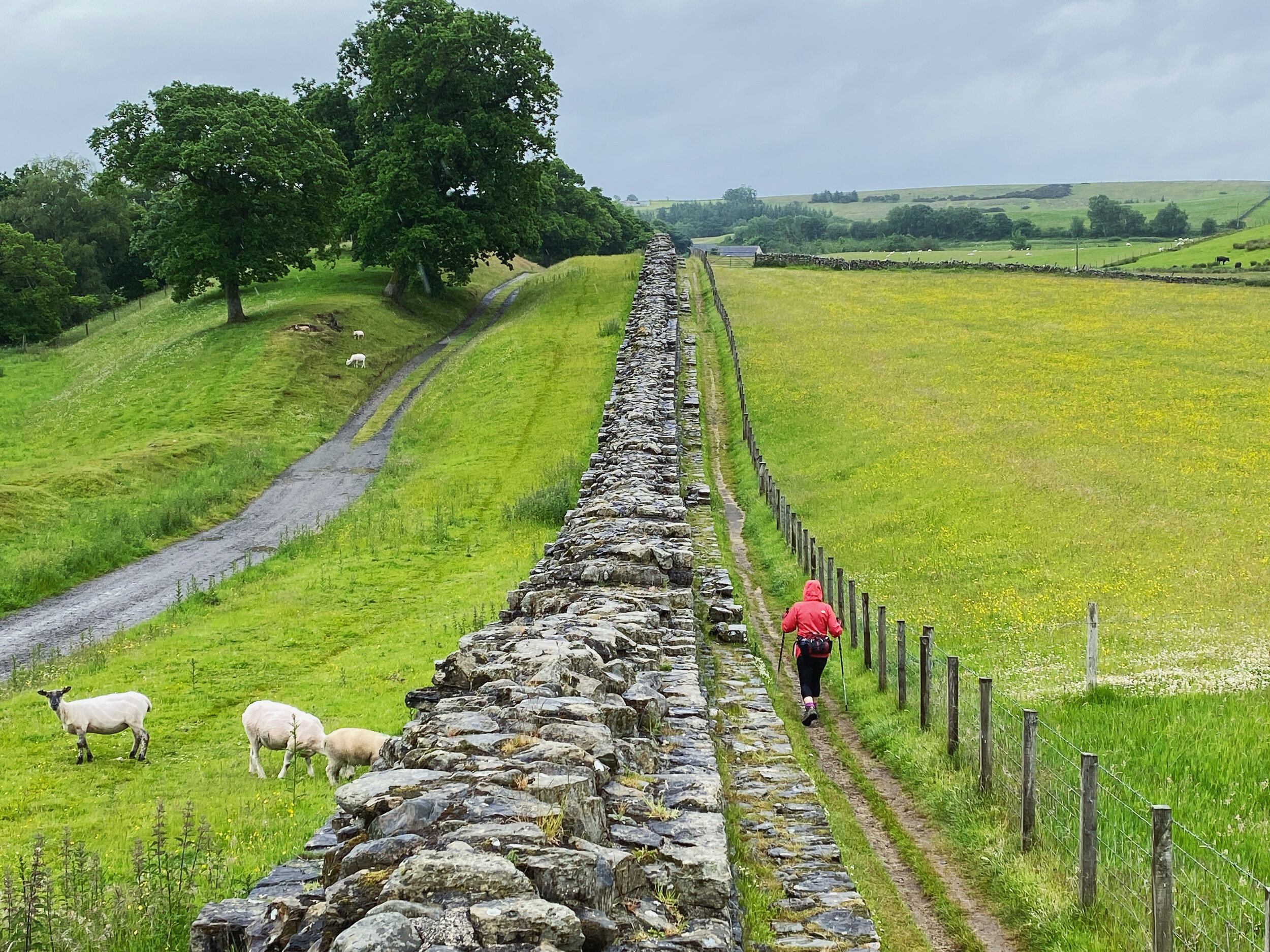 Hadrians wall path walk northumberland.jpg