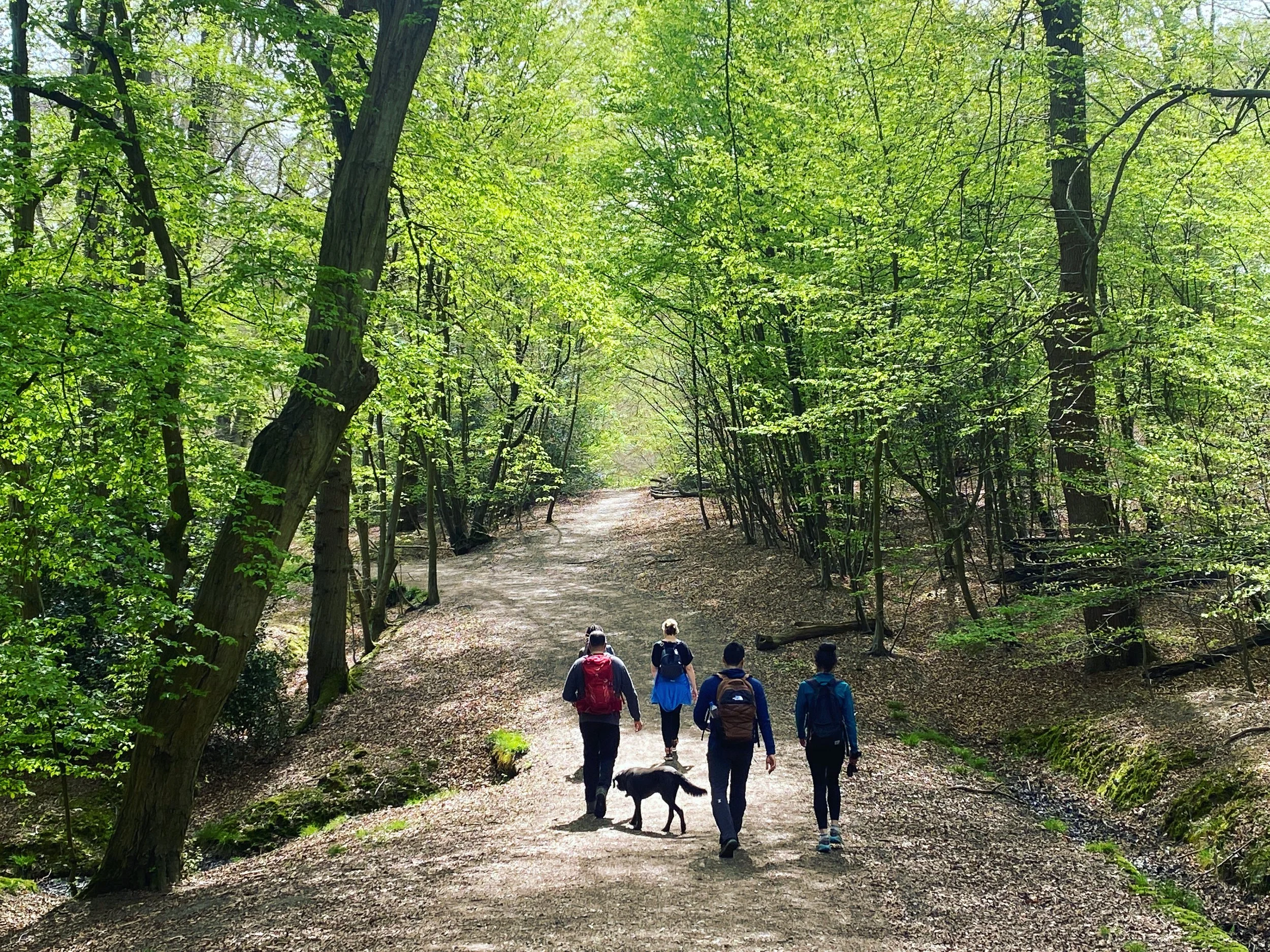 epping-forest-walk-walk-wild