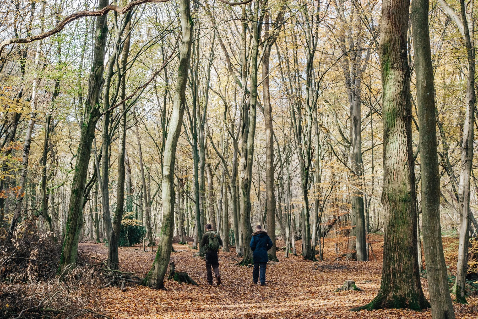 Walk Wild Ian Finch.jpg