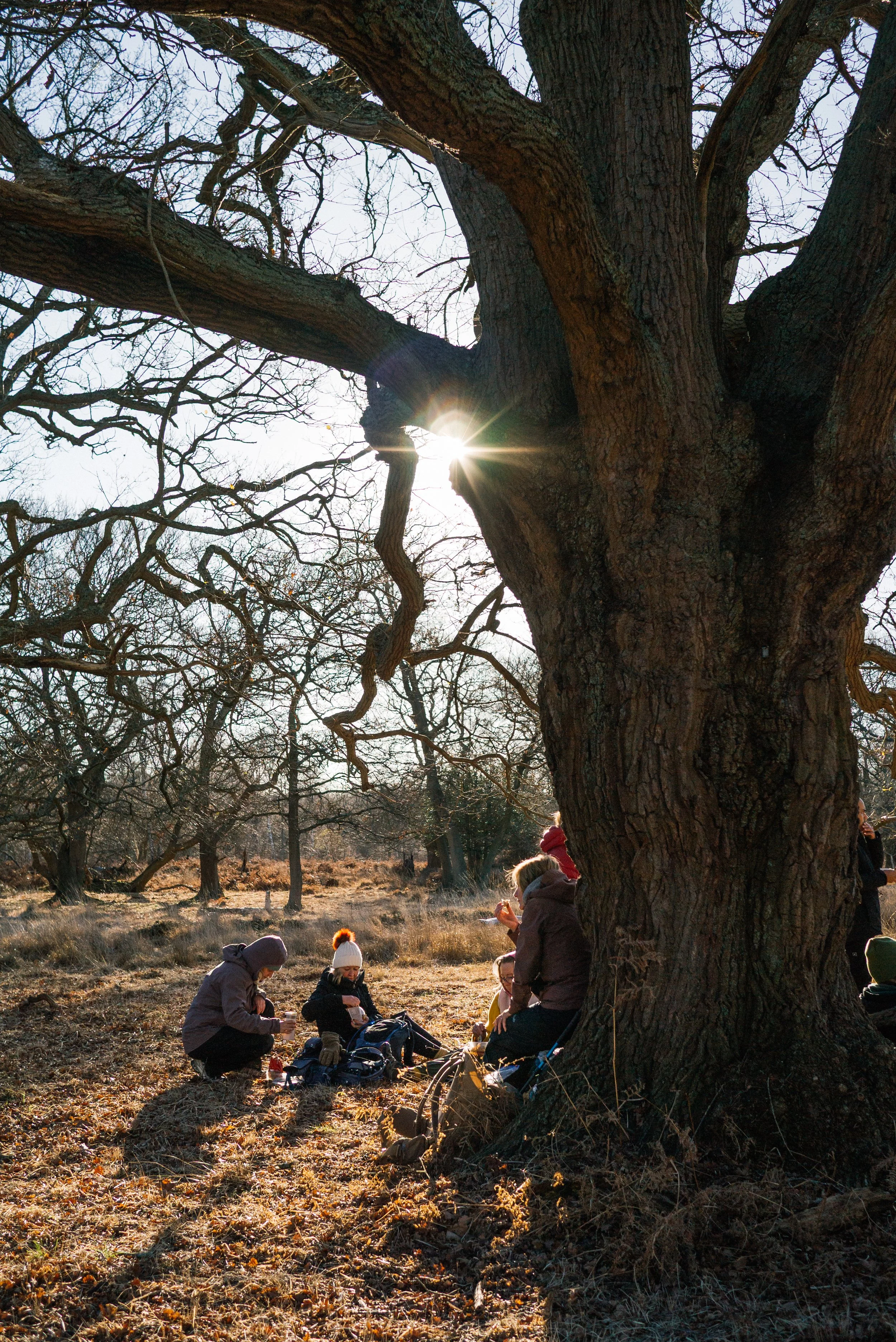 guided-walks-epping-forest best walks near london Epping-Walks Near Me 5.jpg