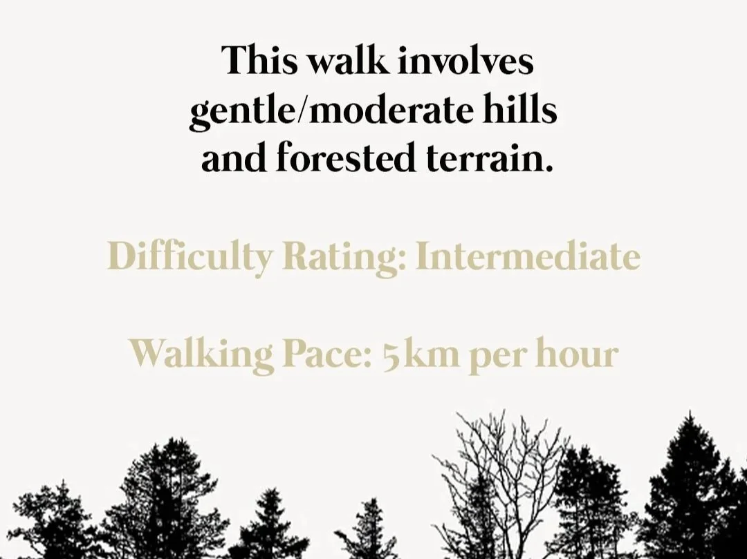 Walking+in+Epping+Forest+Walks+in+Essex.jpg