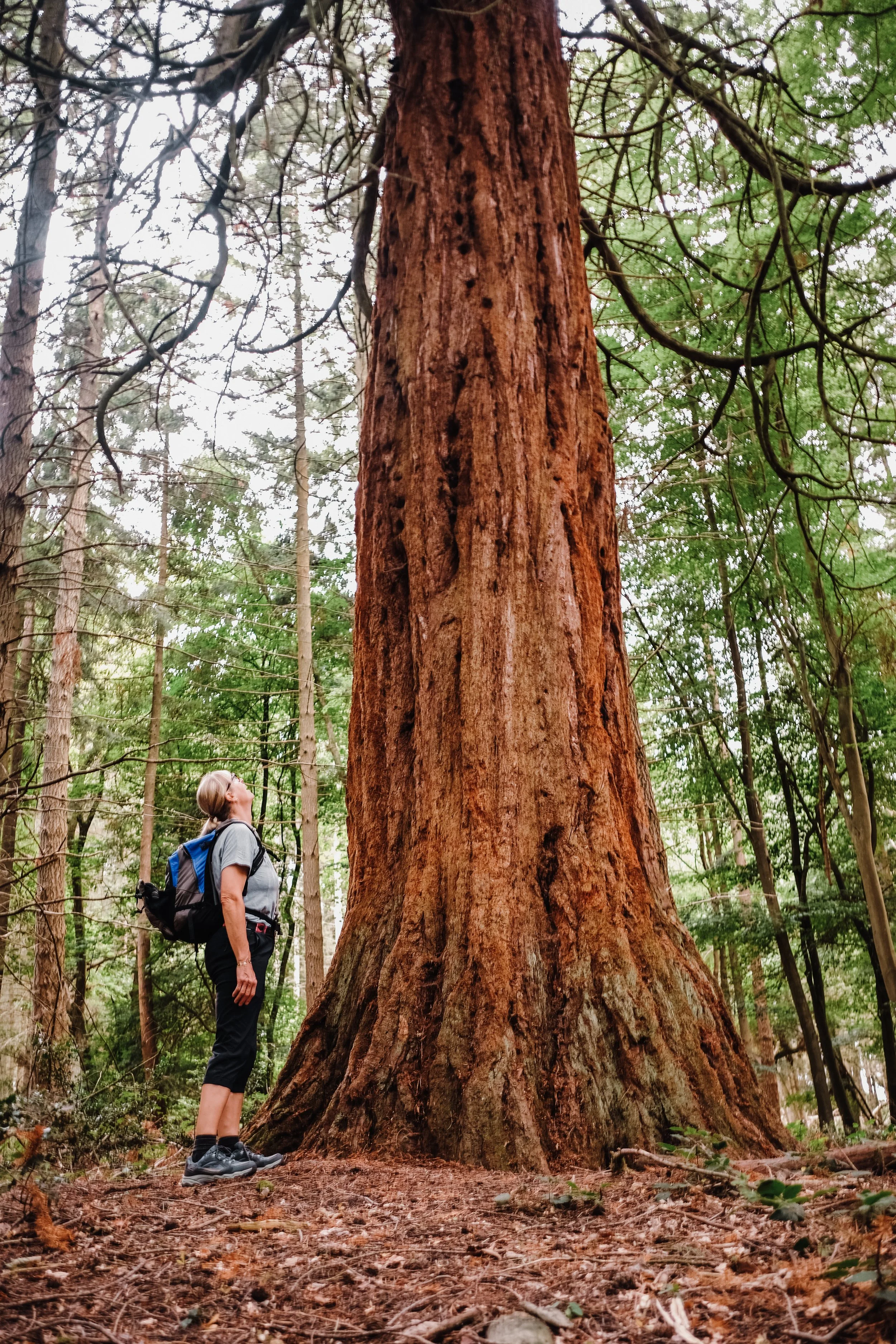 Walks in Wondover Best Walks in the chilterns Ridgeway National Trail Walks-7.jpg