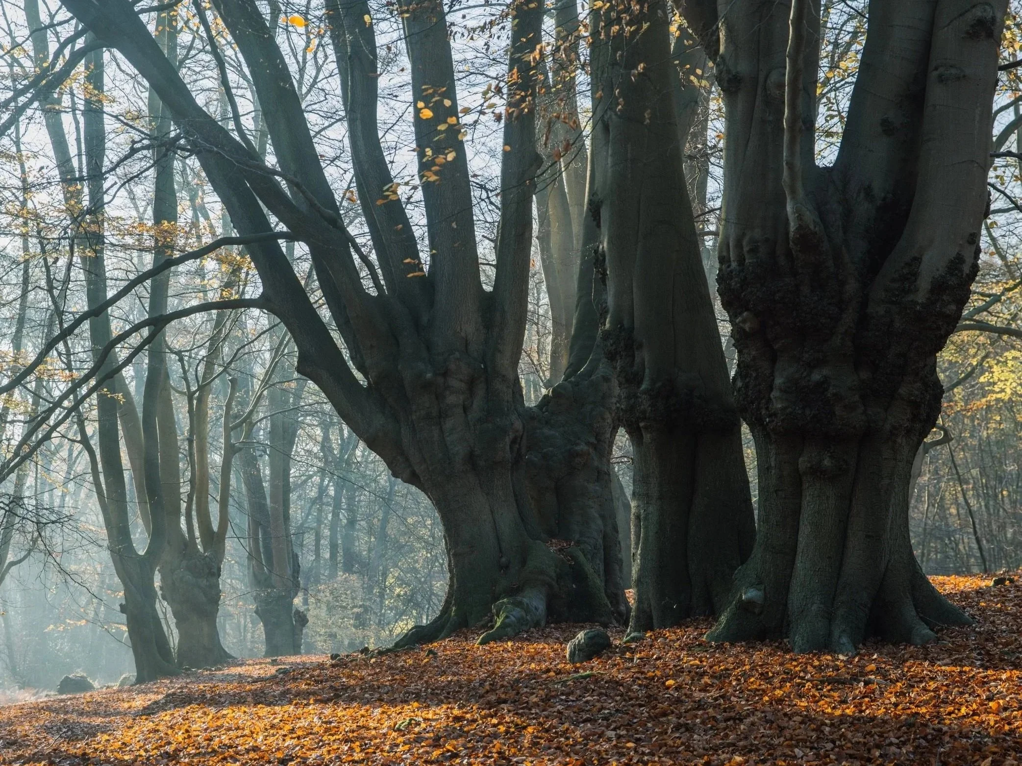 -Parkland%2BWalk-in-epping-forest-London-walks-guided-tours-londons-most-beautiful-forest-epping-forest-walking-routes-london-nature-walks%2B6.jpg